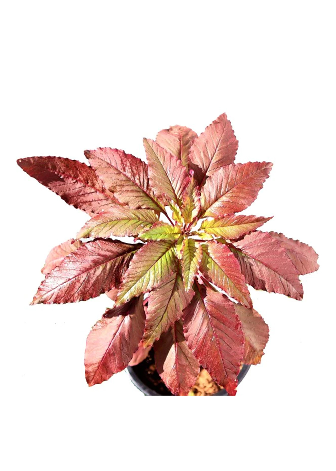 Red Amaranth, Amaranthus Cruentus