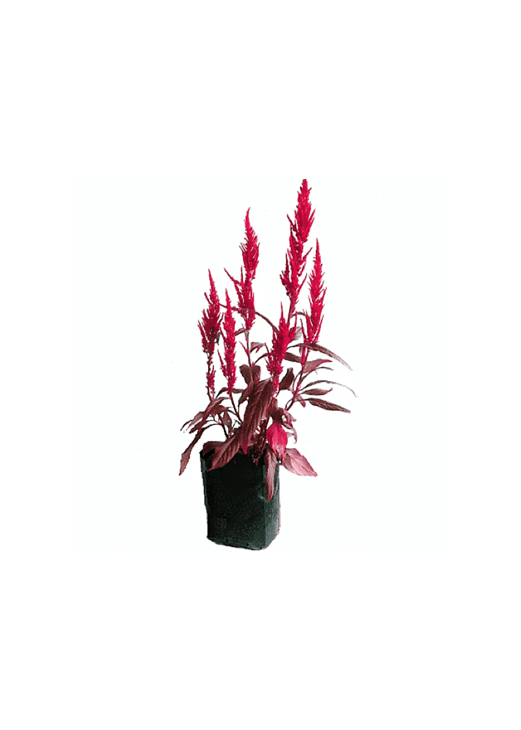 Red Amaranth, Amaranthus Cruentus