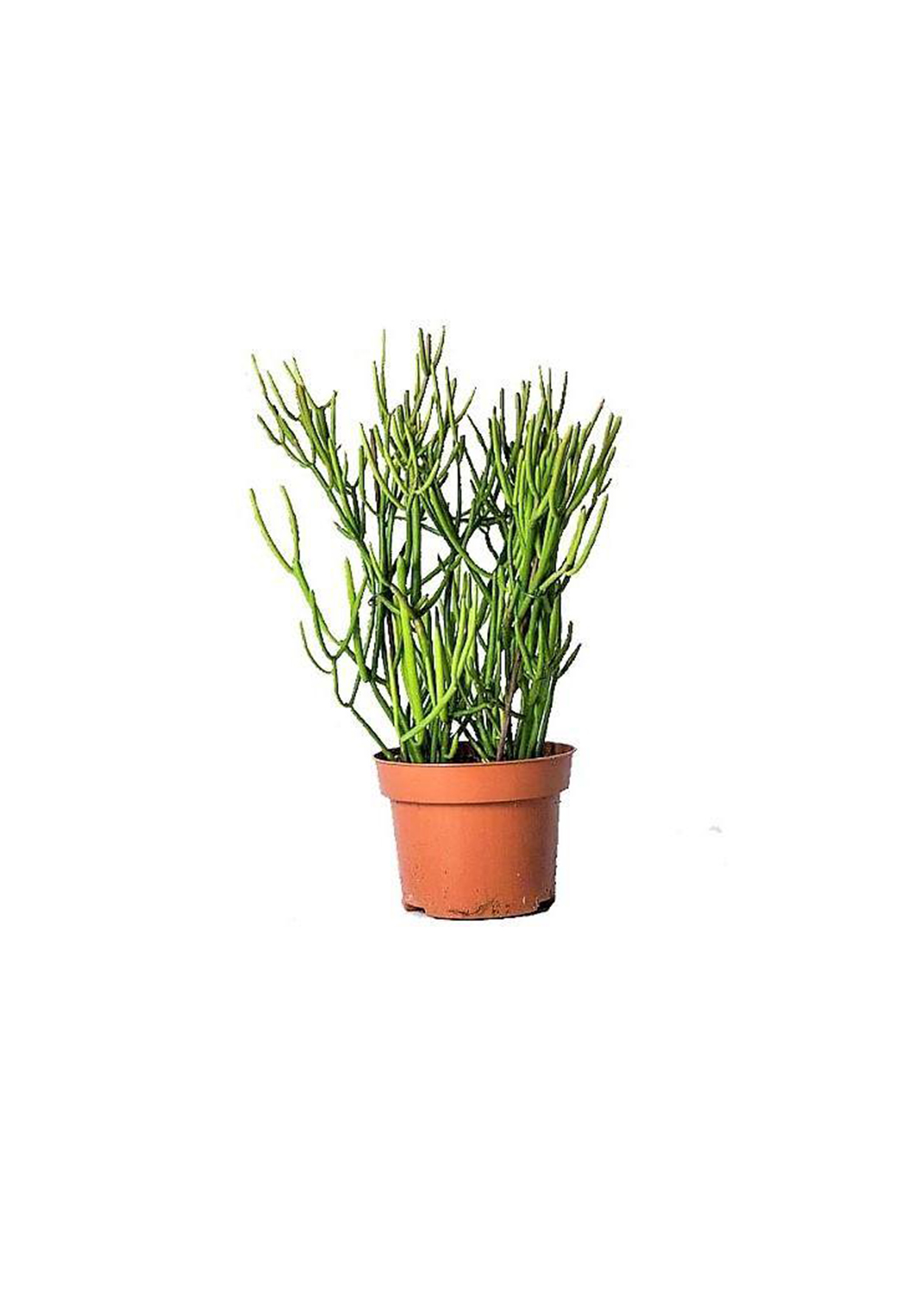 Euphorbia Tirucalli, Pencil Cactus  50 - 70 cm