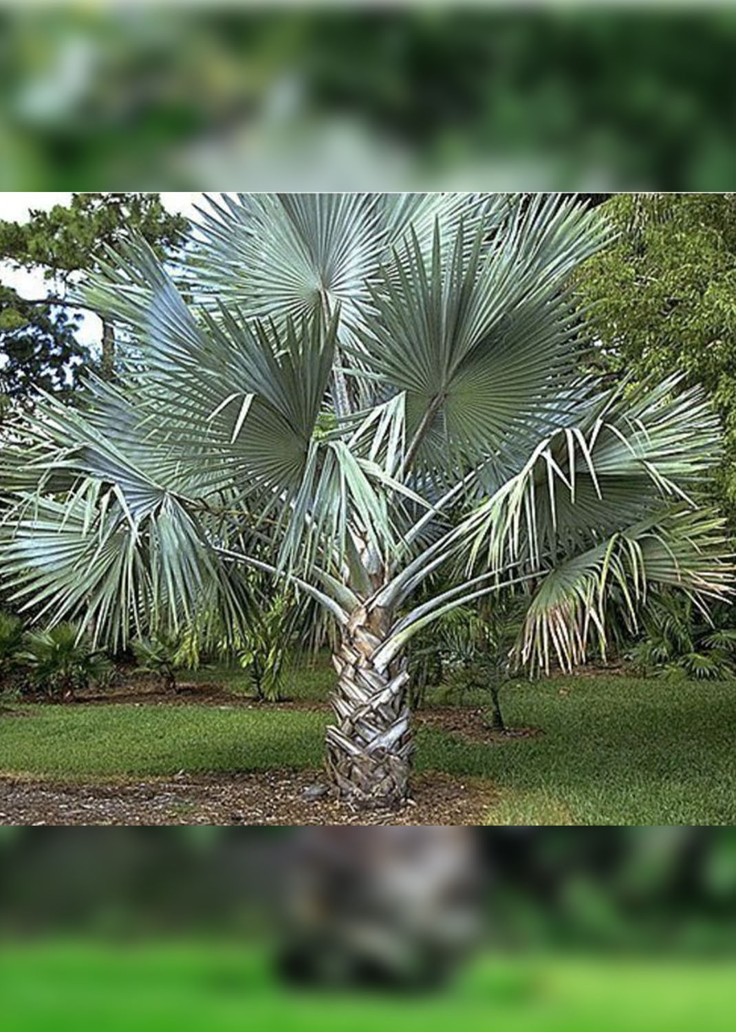 Bismark Palm, Bismarckia Nobilis  [1.8-2.0m]