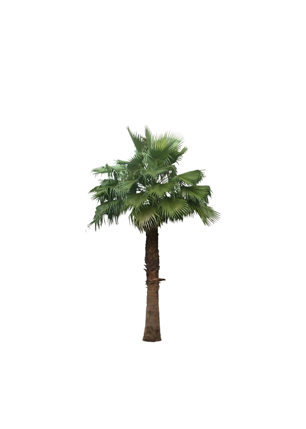 Mexican Fan Palm, Washingtonia Robusta {2m hight}