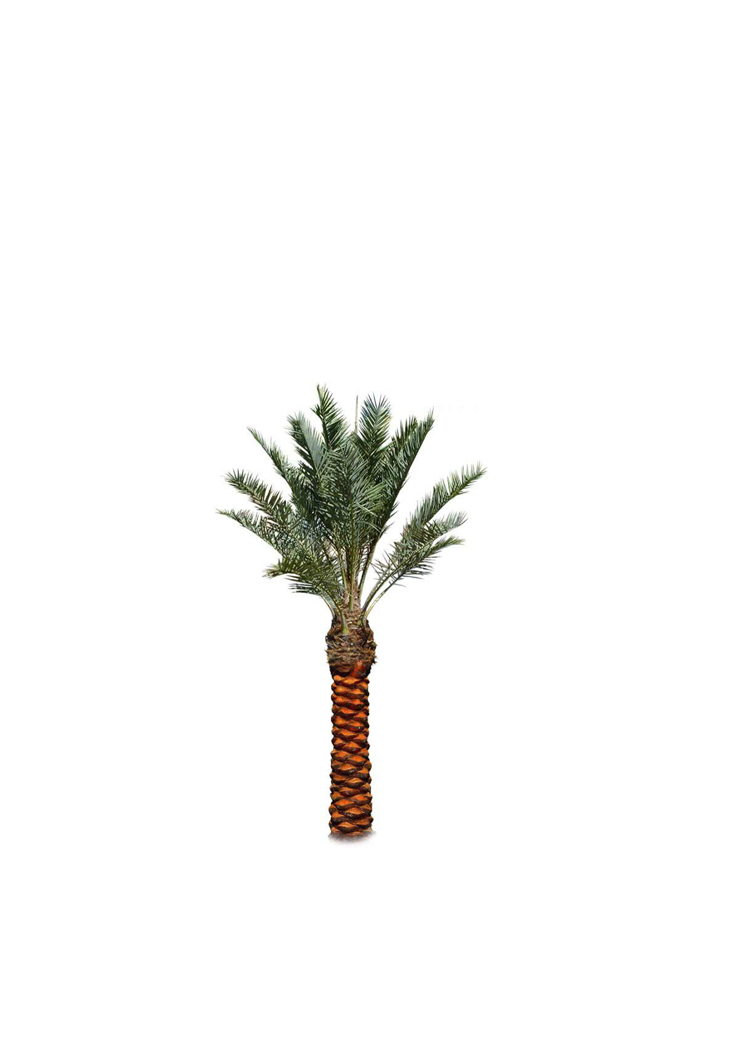 Date Palm, Phoenix Dactylifera 2.0m Brown Trunk