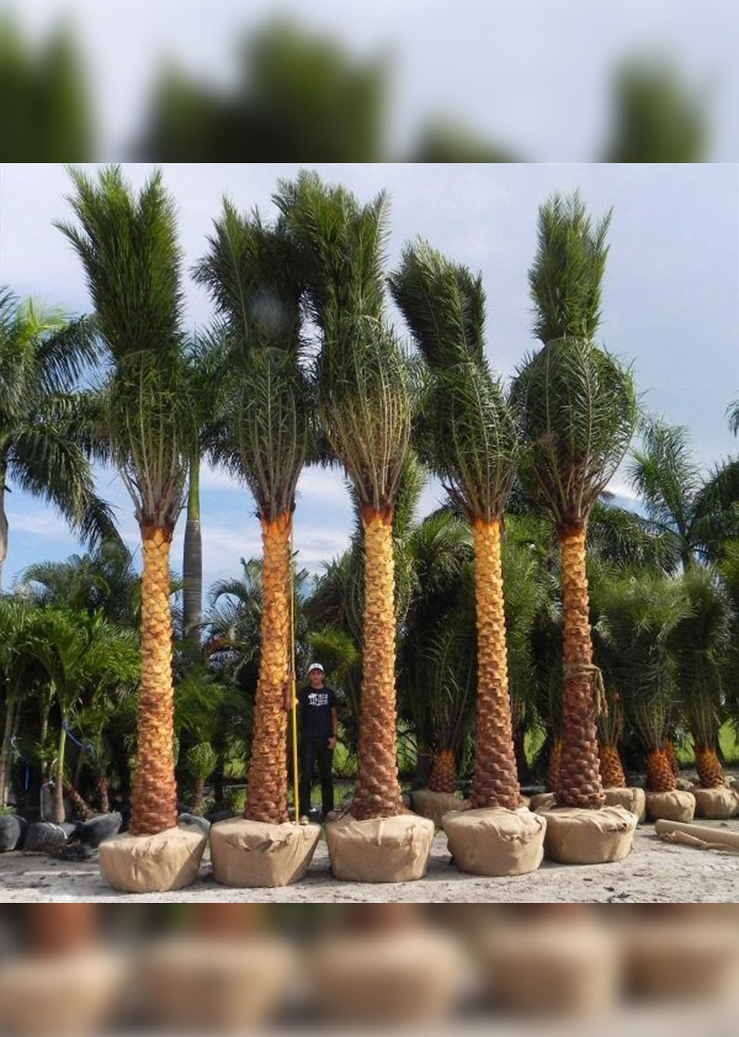 Silver Date Palm, Phoenix Sylvestris, Wild Date Palm[[2.0-2.9m Brown Trunk]]