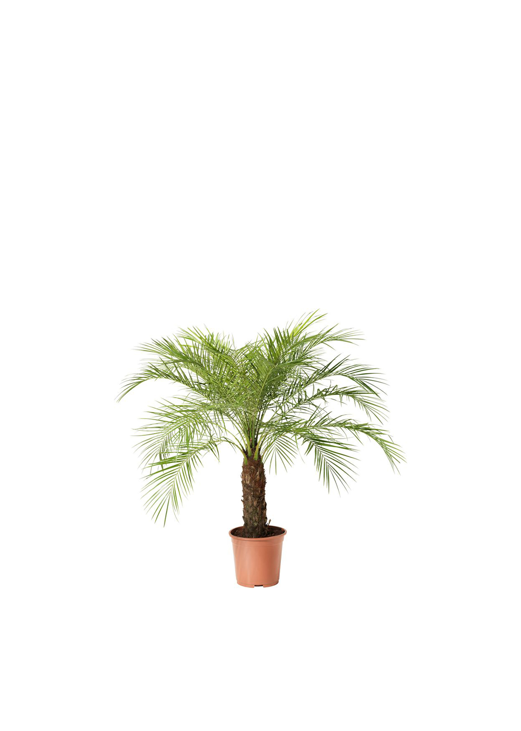 Phoenix Roebelenii, Miniature Date Palm, Dwarf Pygmy Date palm