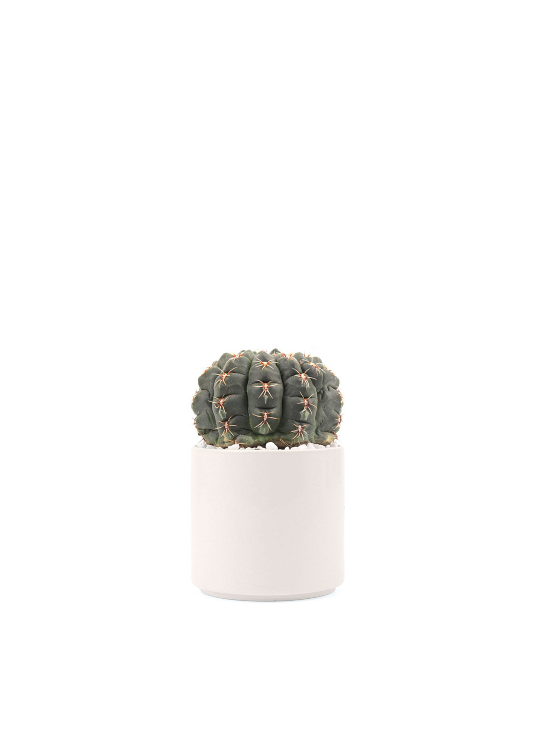 Boll Cactus with Ceramic pot white pebble 