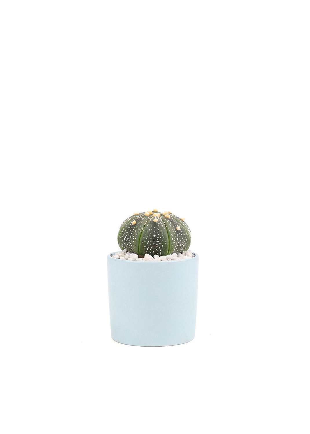 Boll Cactus with Ceramic pot white pebble 