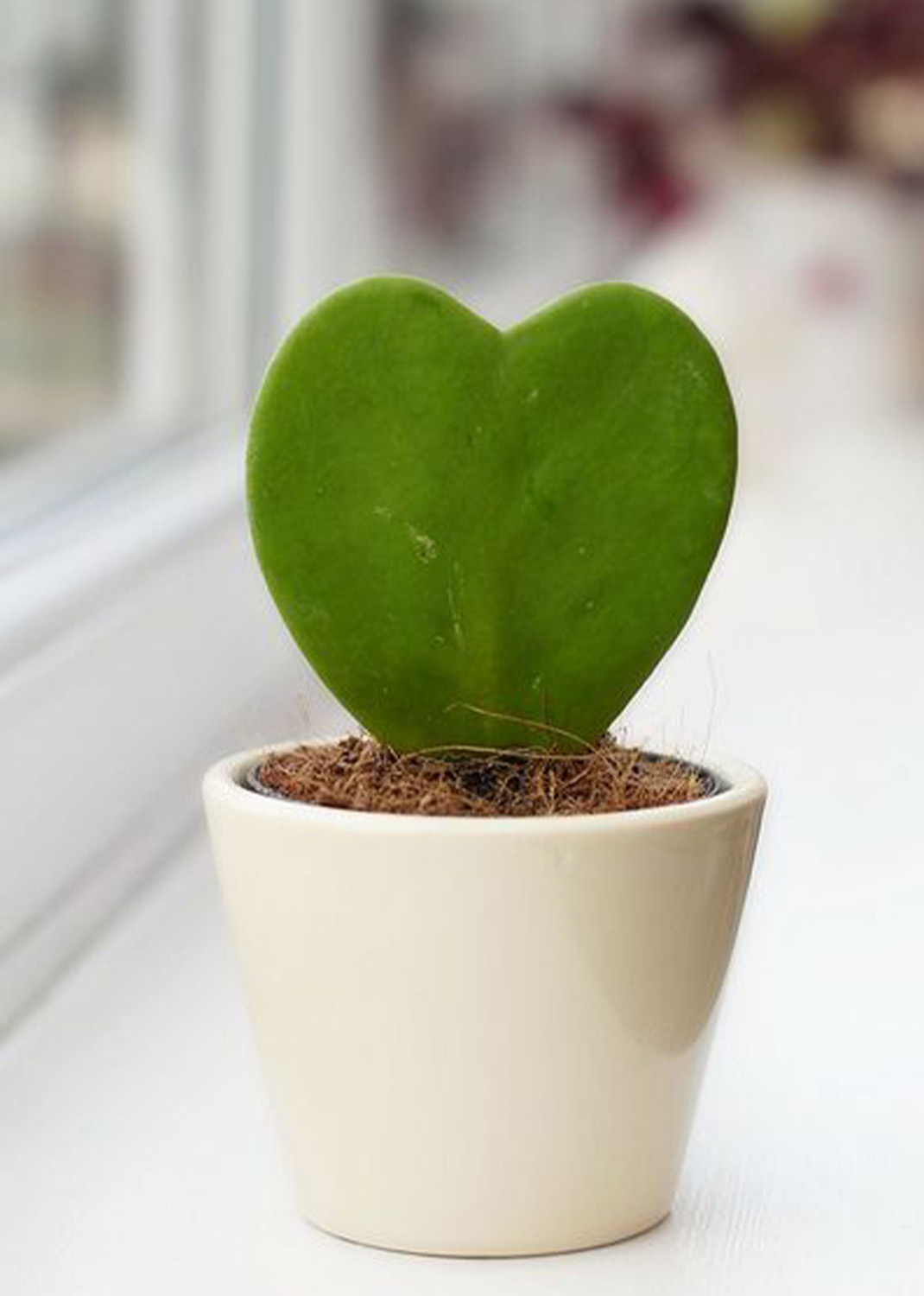 Lucky Hart Plant with Ceramic Pot 