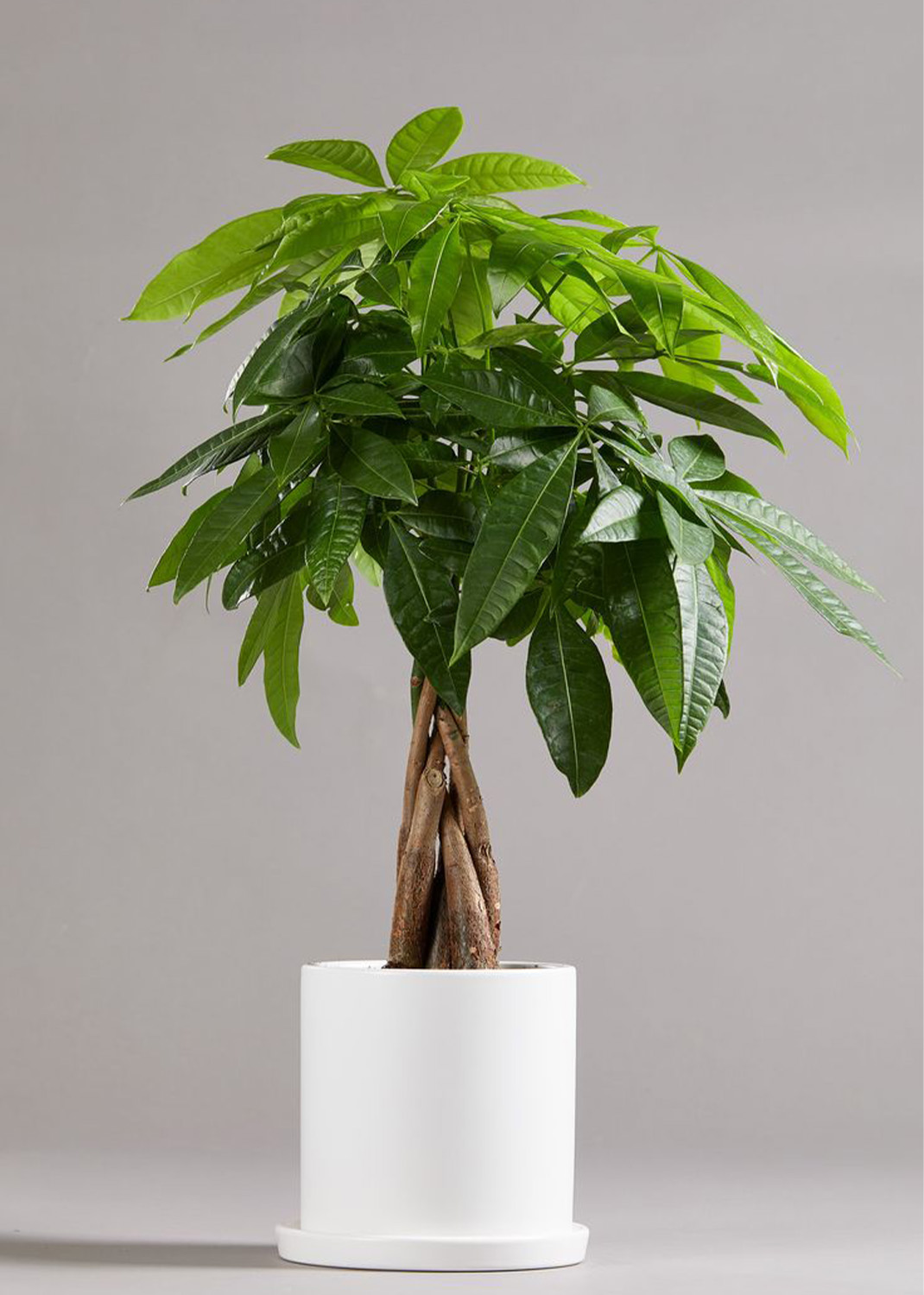 Pachira Aquatica, Money Tree (Twisted Trunk) with ceramic pot