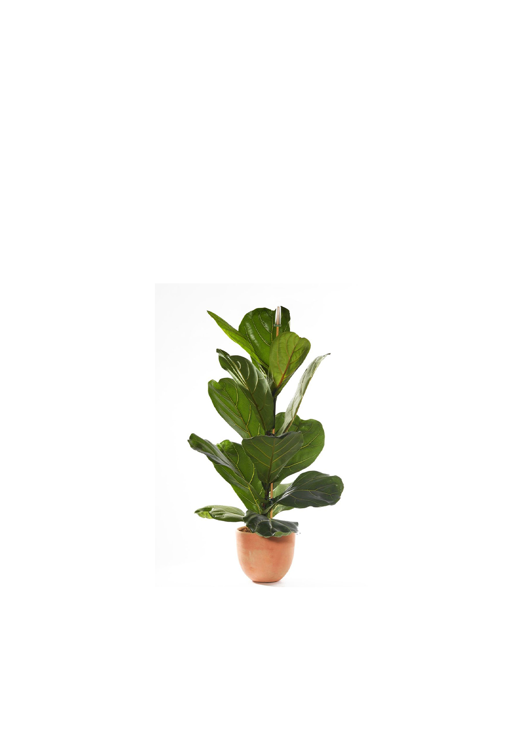 Ficus Layrata with ceramic 
