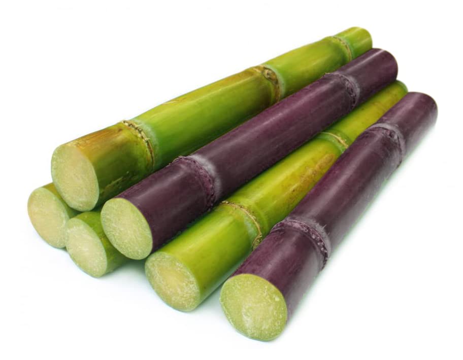 Saccharum Officinarum, Sugarcane, قصب السكر