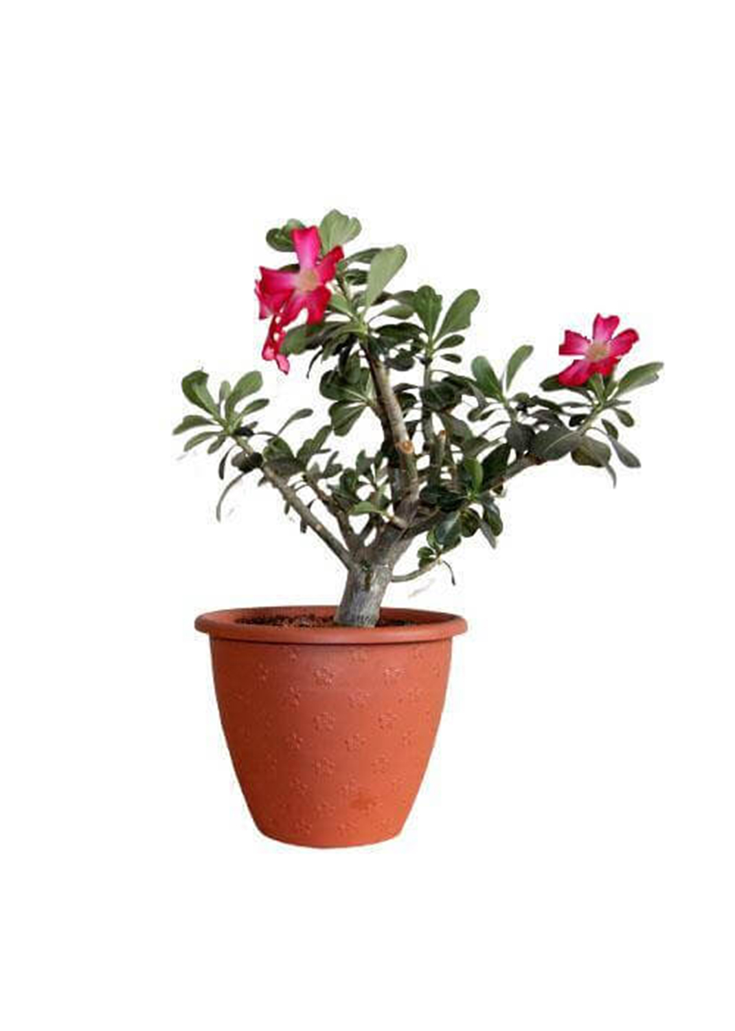 Adenium Obesum, Desert Rose