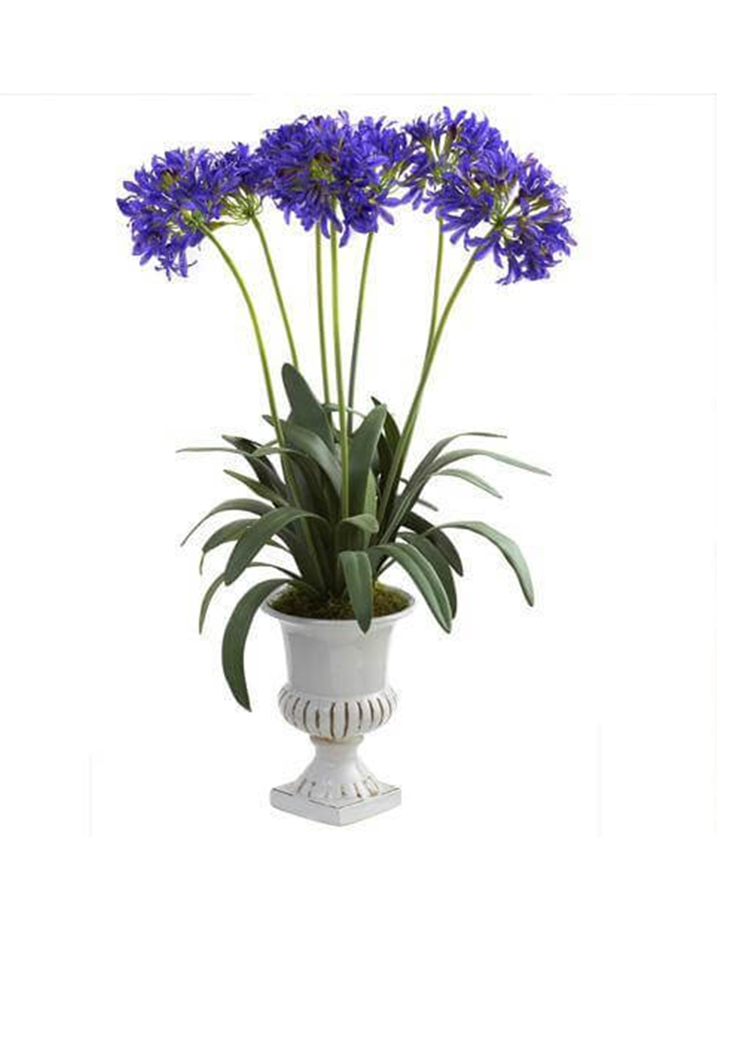 Agapanthus African, African Lily