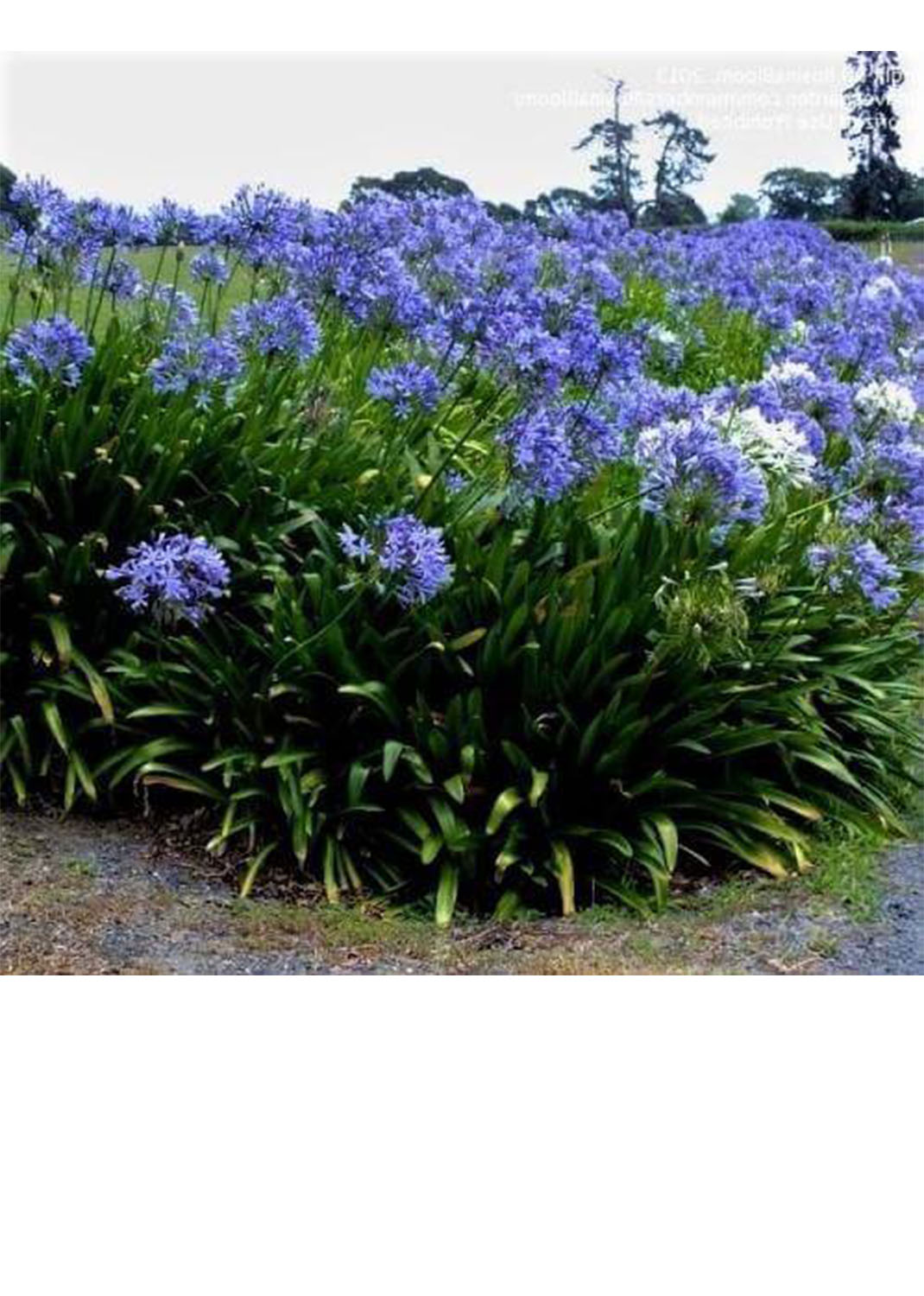 Agapanthus African, African Lily