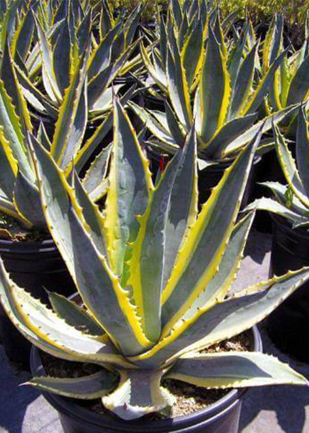 Agave americana marginata, Variegated Century Plant