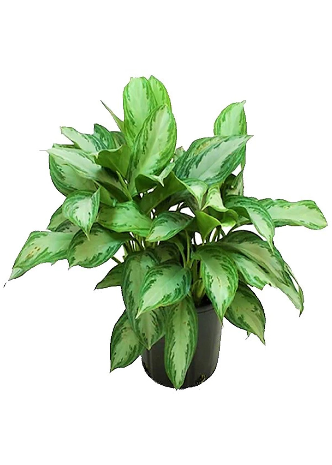 Aglaonema “Silver Queen” Chinese Evergreen Plant Regular 
