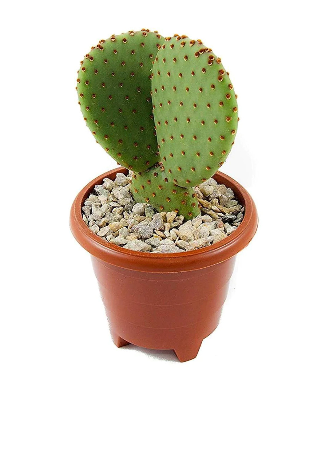 Bunny Ears, Cactus Opuntia Albata