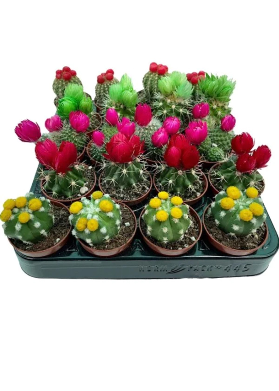 Ornamental Cactus Small