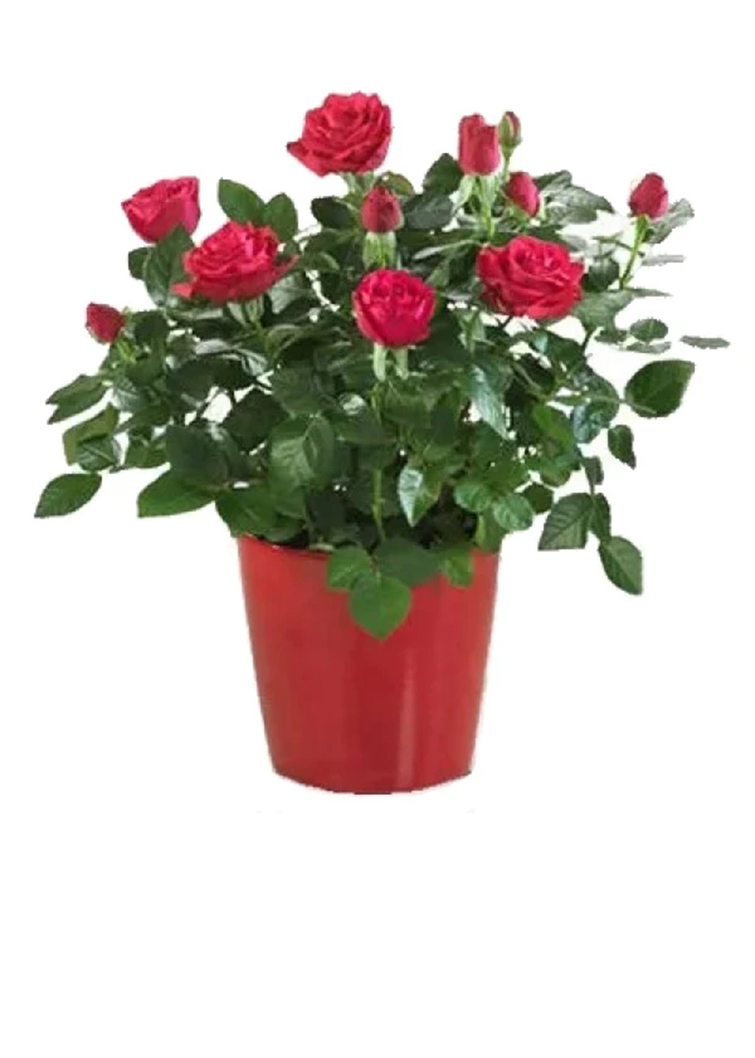 Rose Plant Indoor