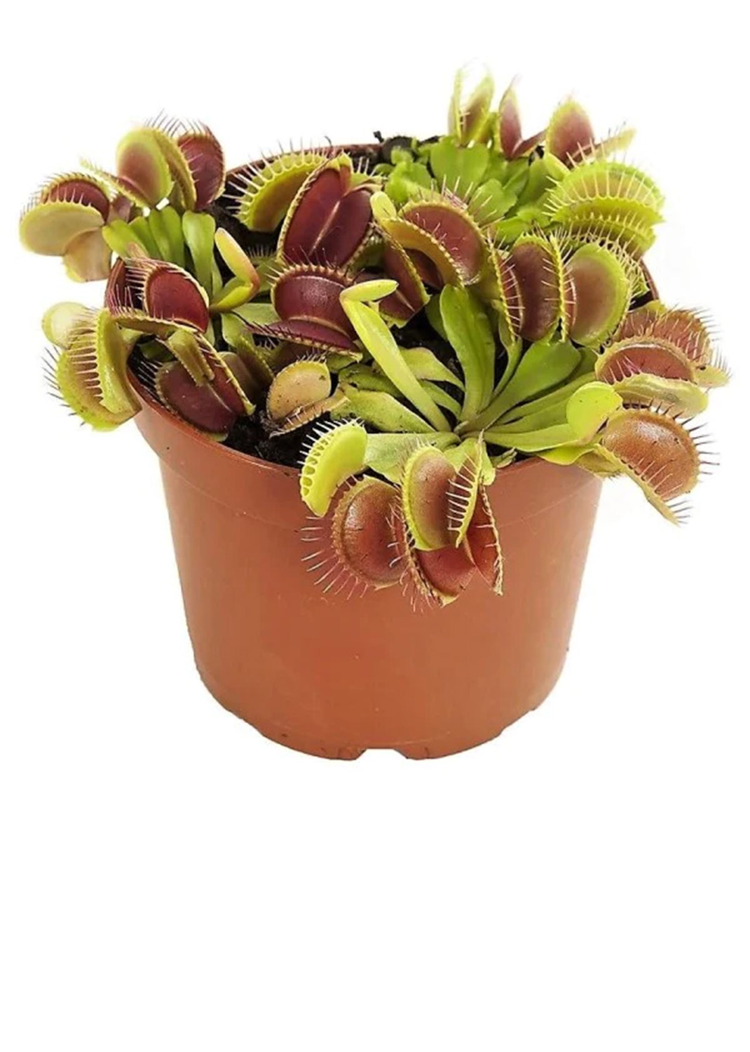 Venus Flytrap , Dionaea Muscipula {larg}