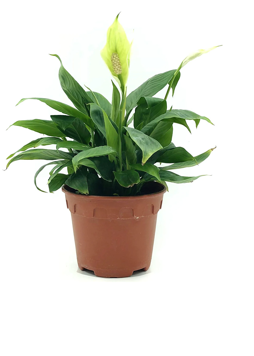 Peace Lily, Spathiphyllum { 70cm/80cm }