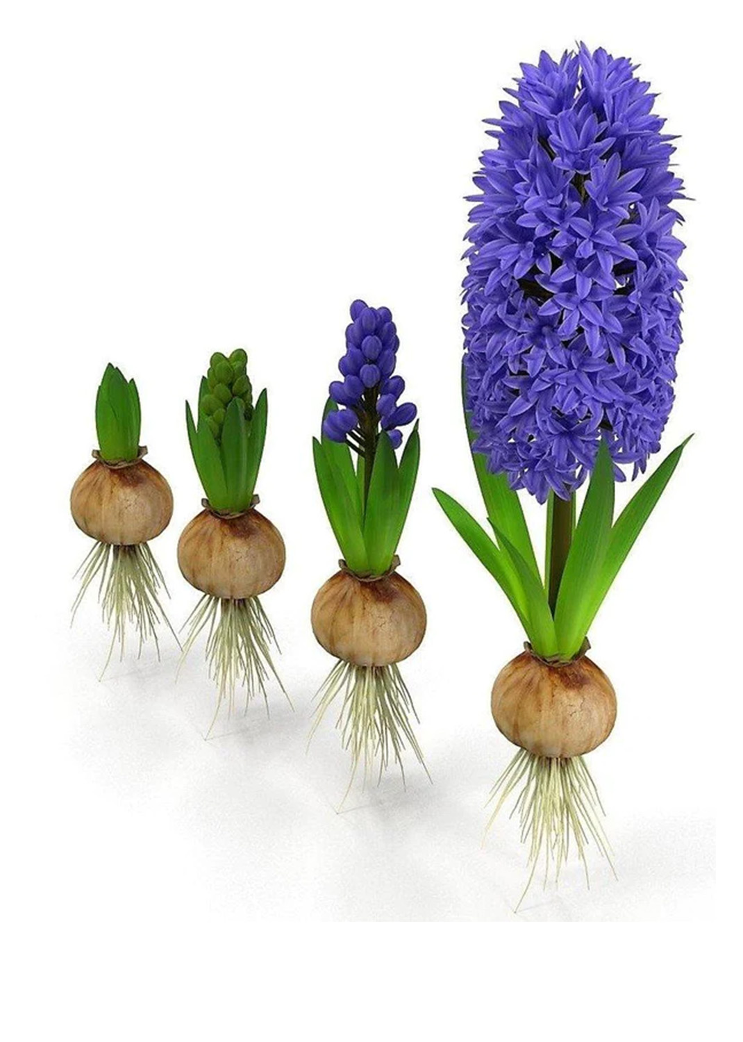 Hyacinth Bulb Fragrance