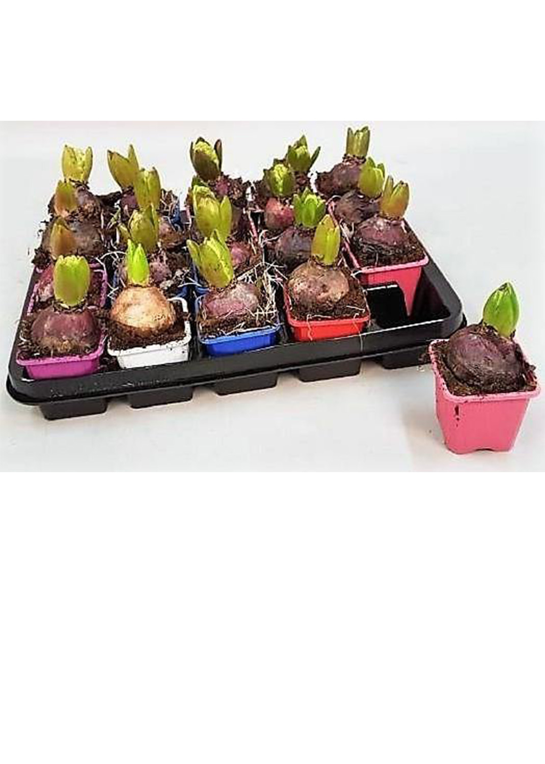 Hyacinth Bulb Fragrance