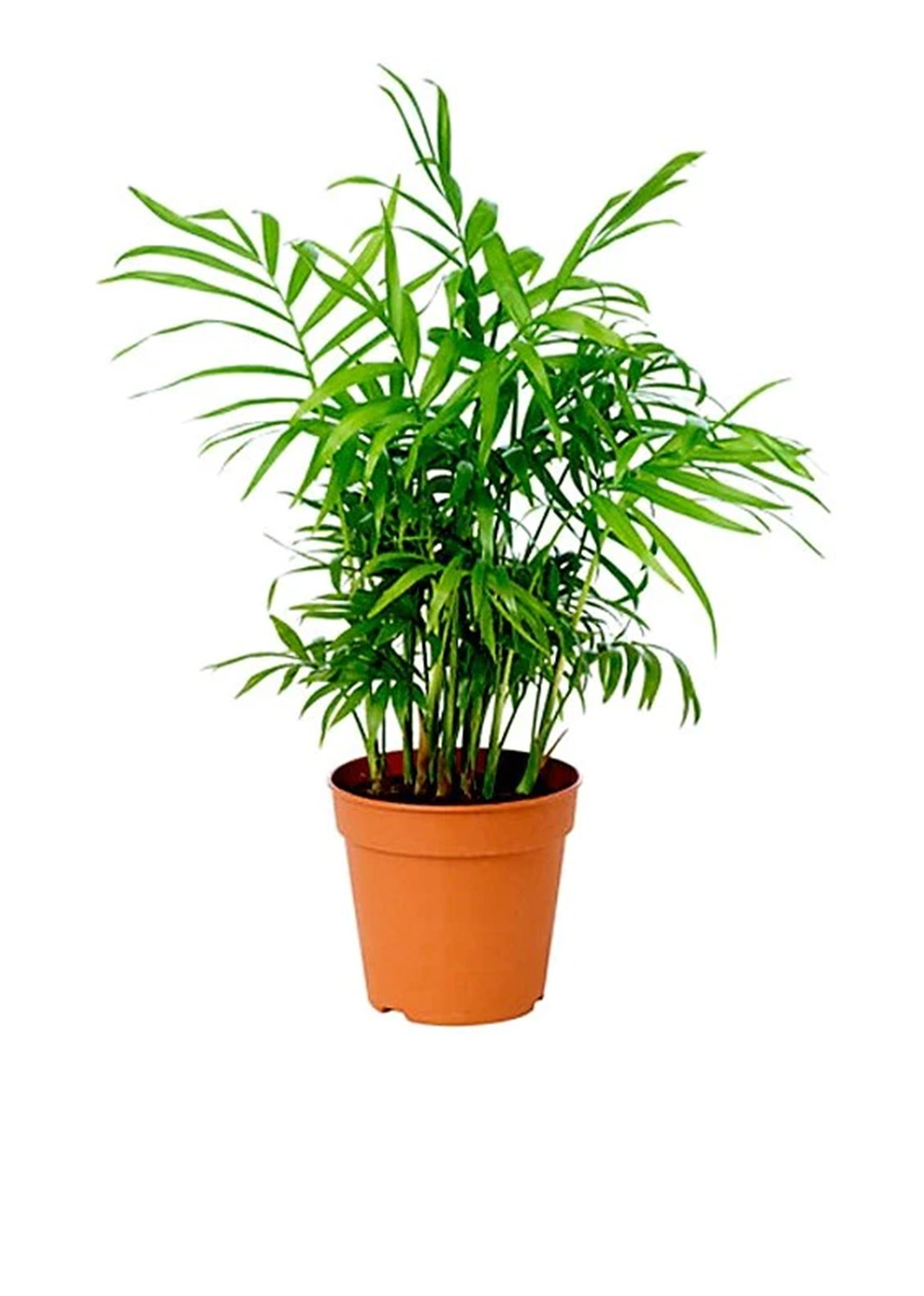 Parlour Palm, Bamboo Palm, Chamaedorea elegans {50cm/70cm}