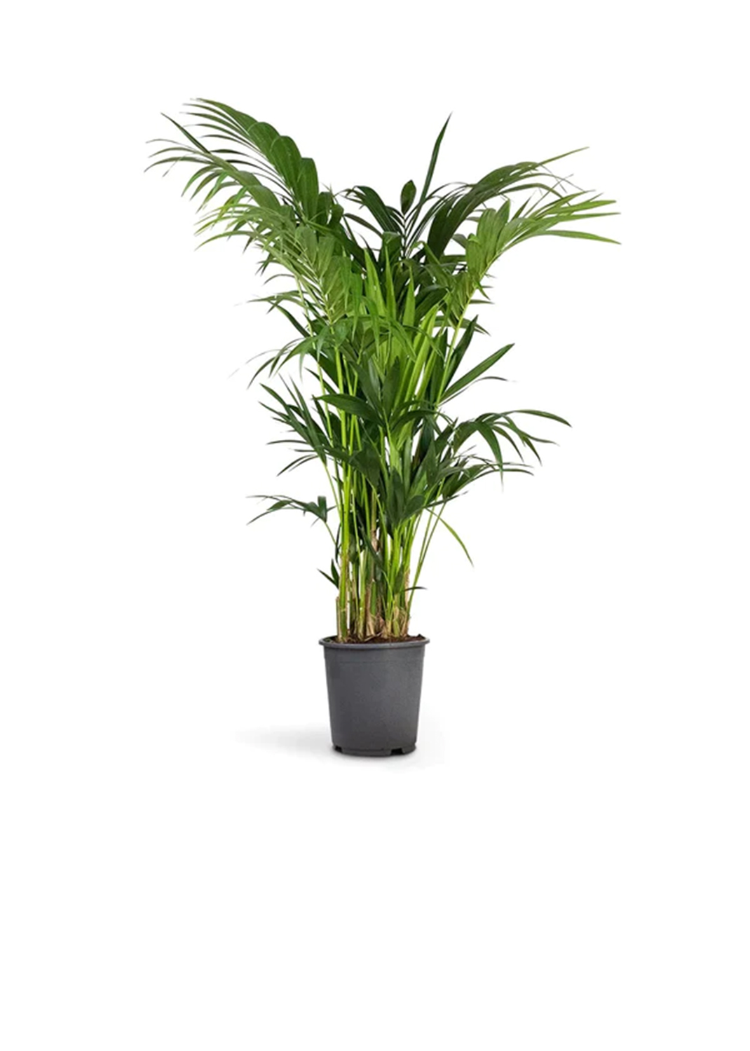 Kentia Palm, Thatch Palm, Howea forsteriana size.100-130cm