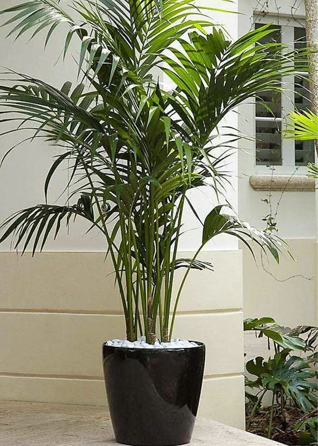 Kentia Palm, Thatch Palm, Howea forsteriana size.100-130cm