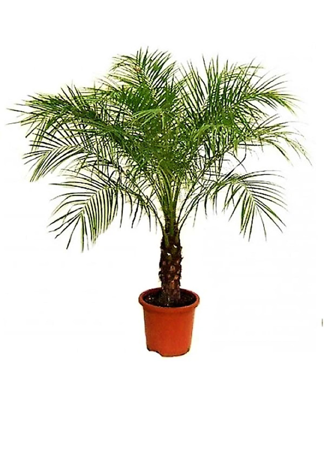 Phoenix Roebelenii, Miniature Date Palm, Dwarf Pygmy Date palm