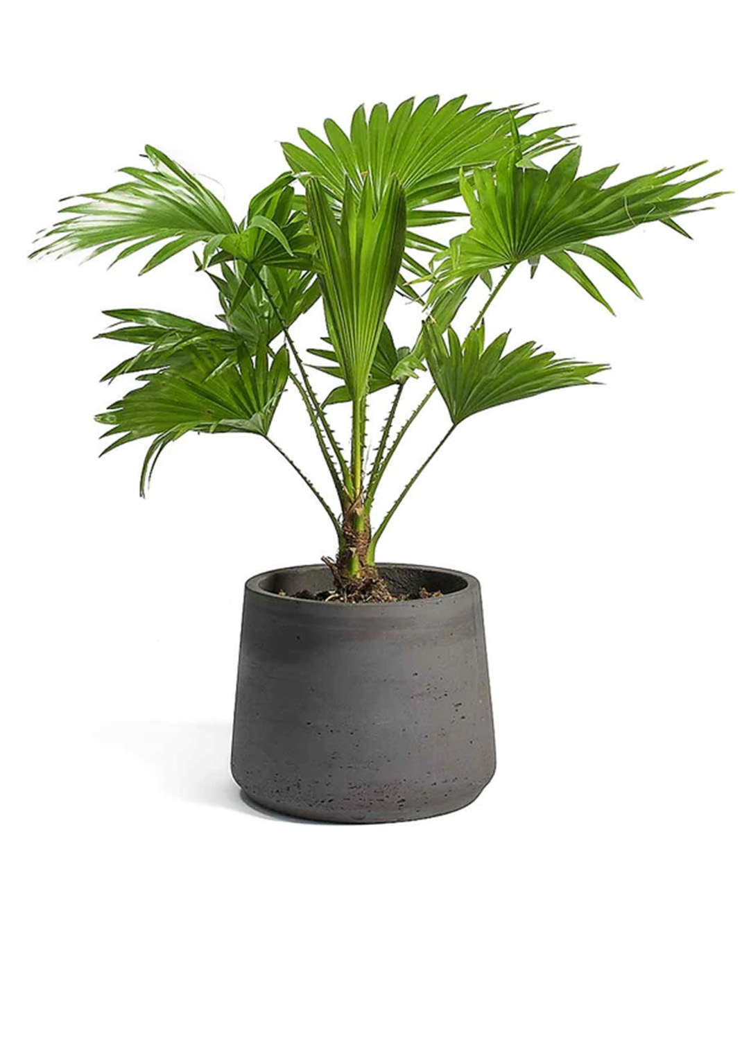 Livistona Palm, Footstool Palm, Table Palm, Fan Palm {1.5m/1.6m}