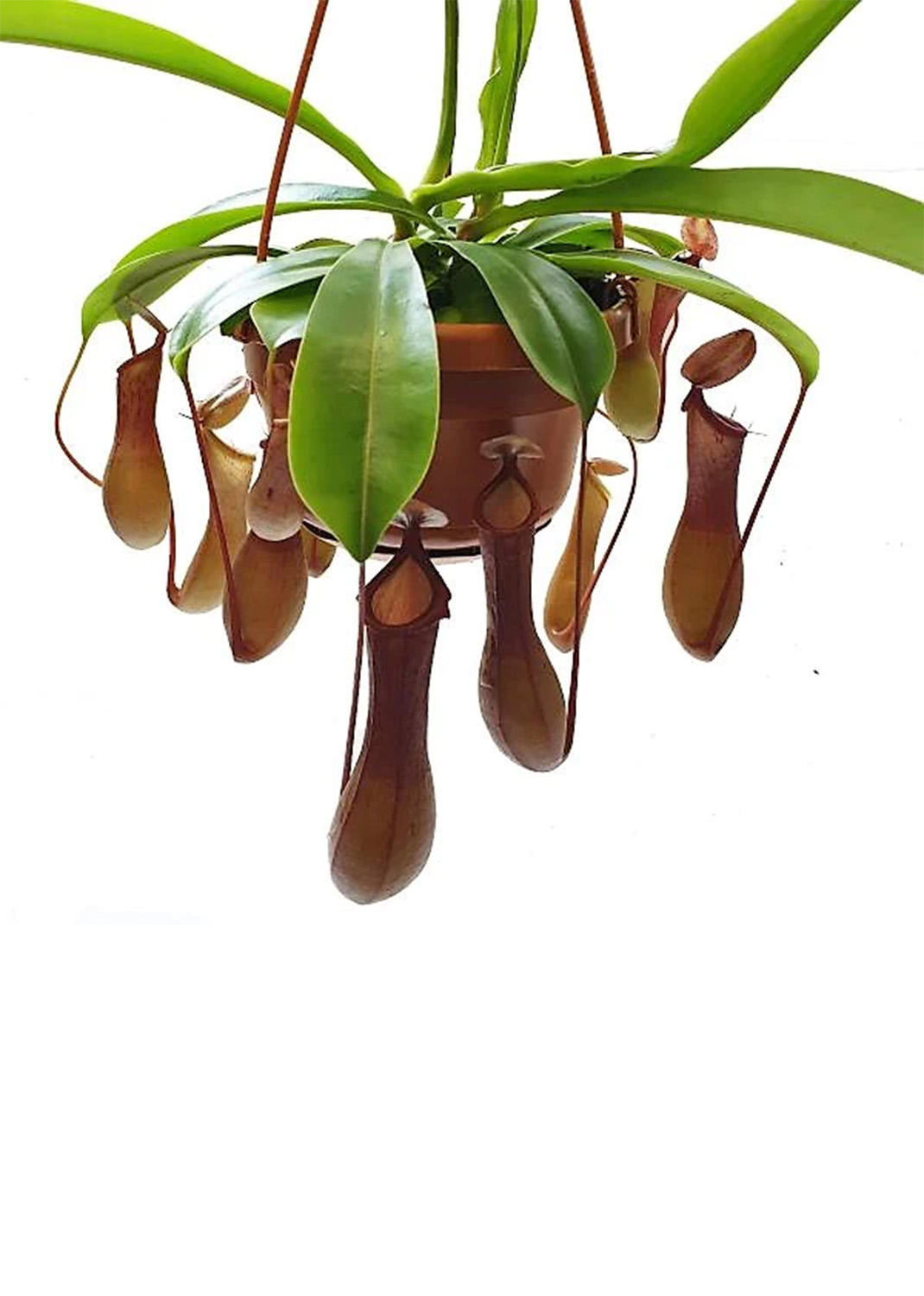 Monkey Jar , Nepenthes big