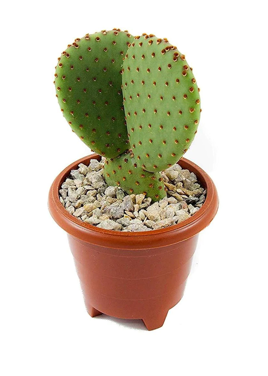 Bunny Ears, Cactus Opuntia Albata