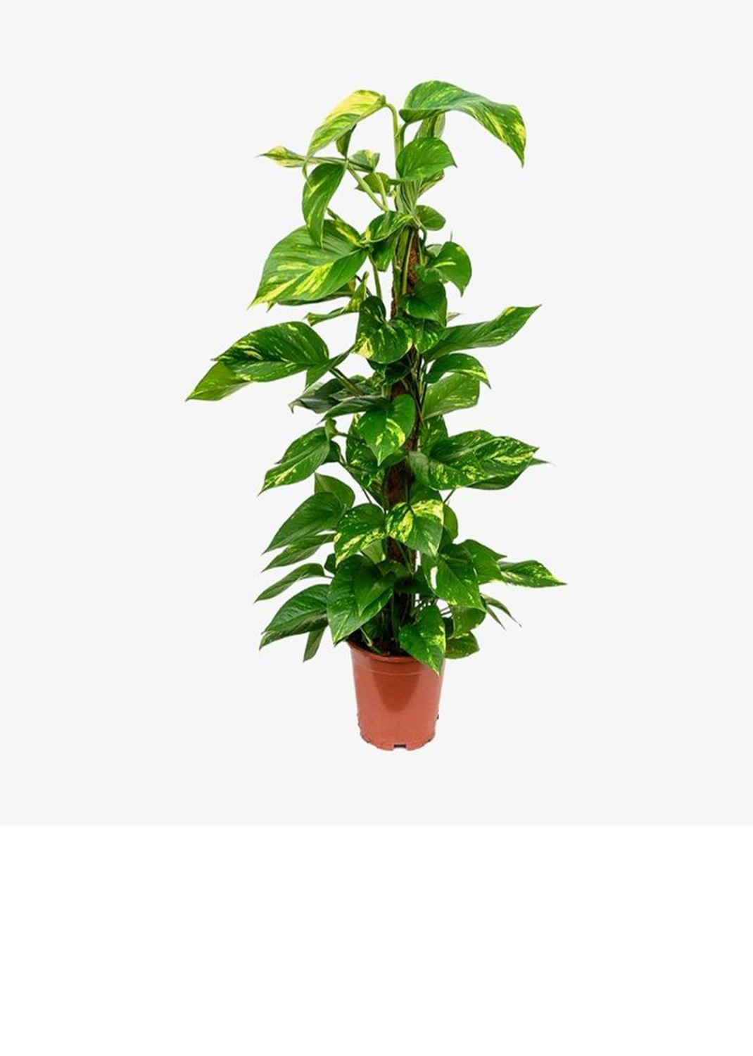 Money Plant, Epipremnum Aureum Mosstok
