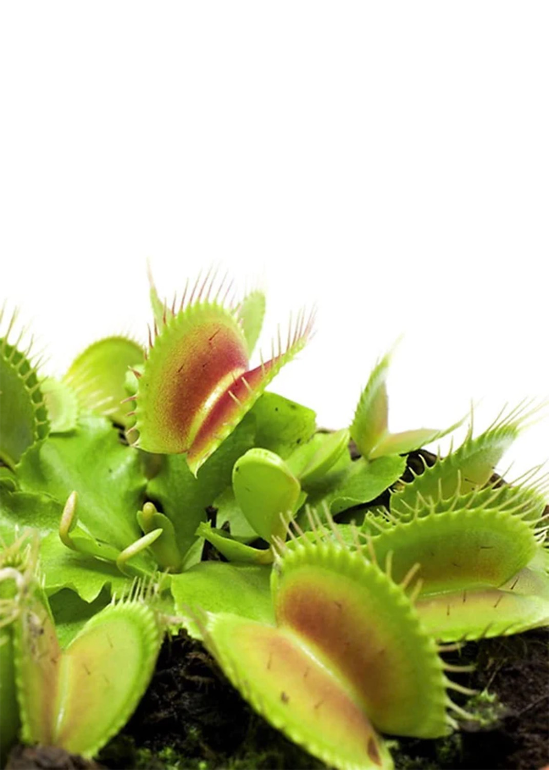 Venus Flytrap , Dionaea Muscipula