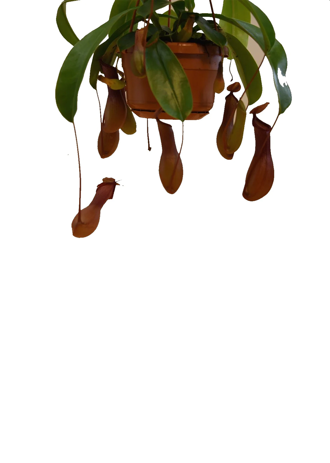 Monkey Jar , Nepenthes big
