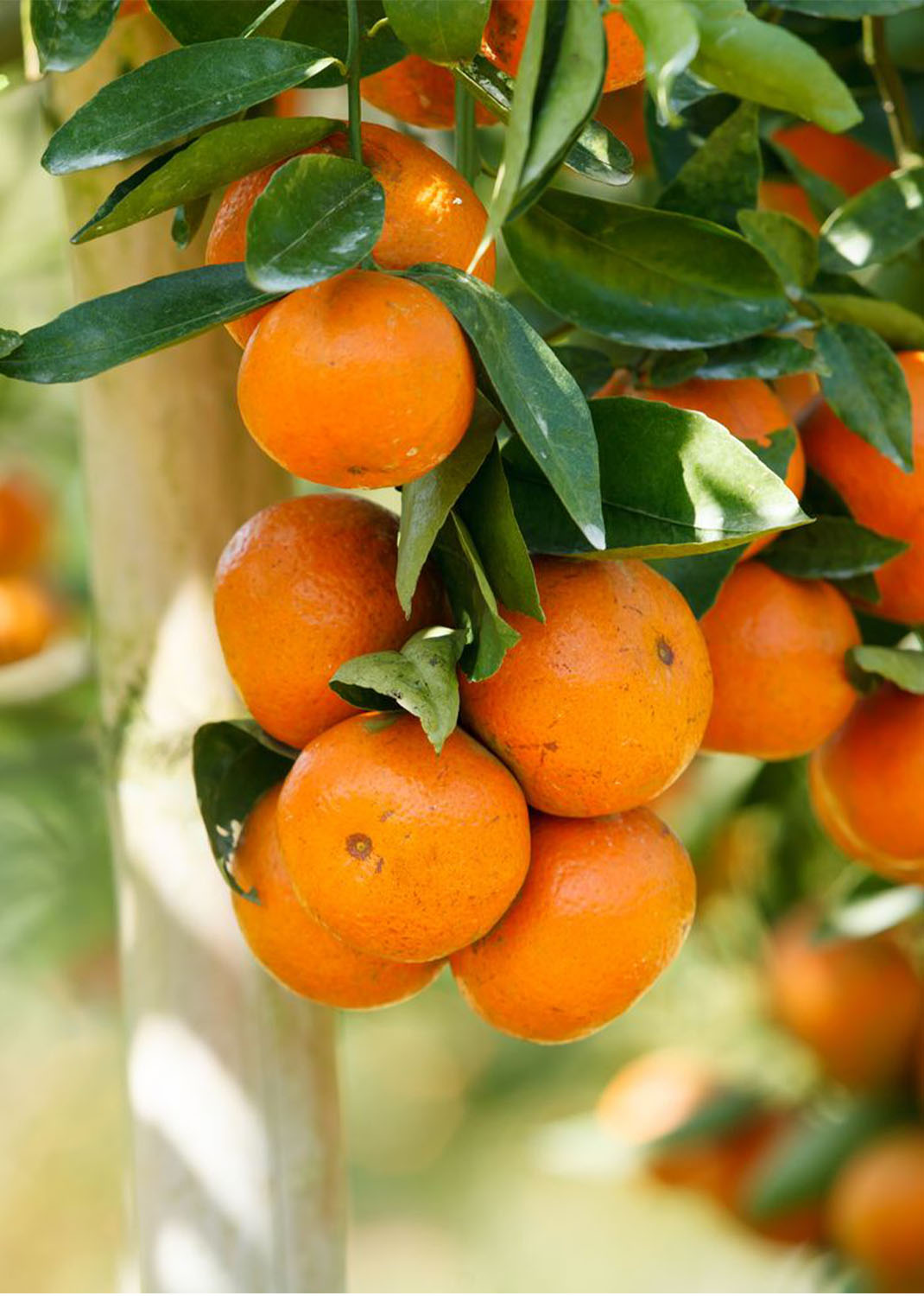 Citrus mitis  Chinese oranges