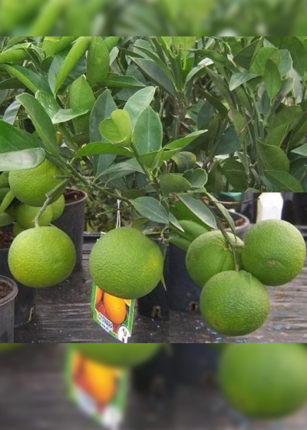 Citrus orange Sinensis Spain