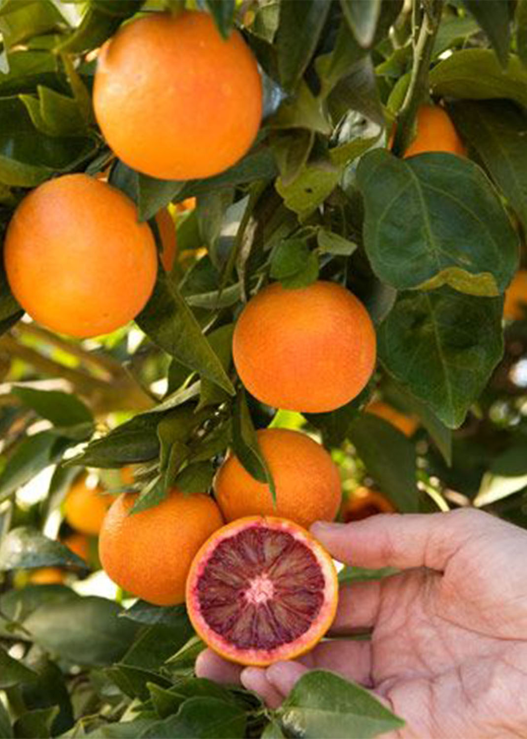 Citrus sinensis Moro, Blood Orange Tree