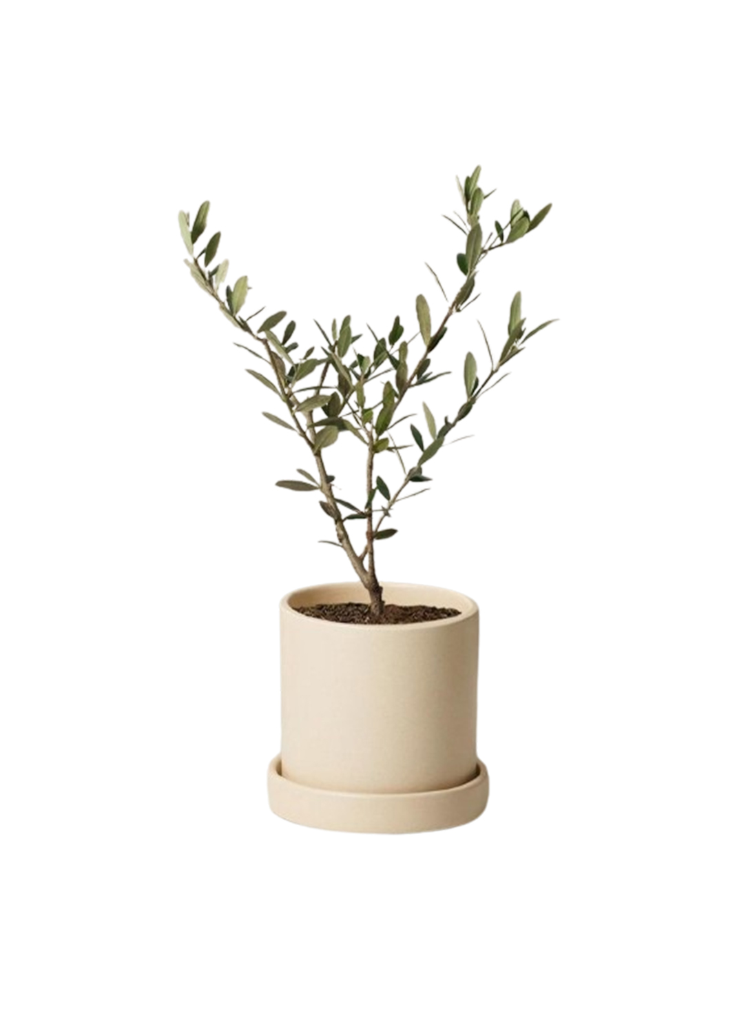 Olive Tree, Olea Europaea