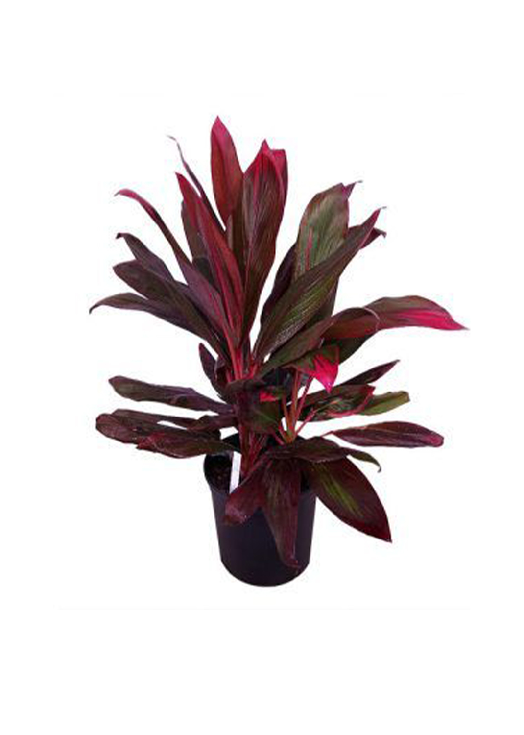 Cordyline Fruticosa Mambo Hawaiian Ti Plant