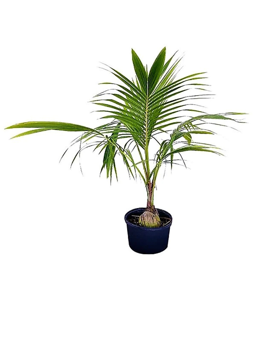 Coconut Palm, Cocos Nucifera size. 1.5m