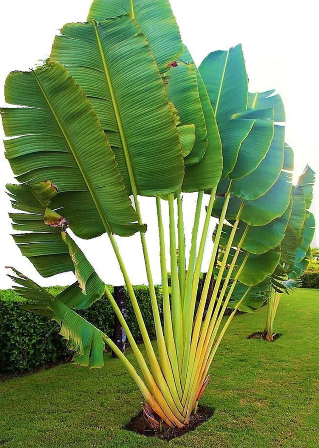 Ravenala Madagascariensis, Traveller’s Palm 3.5m size