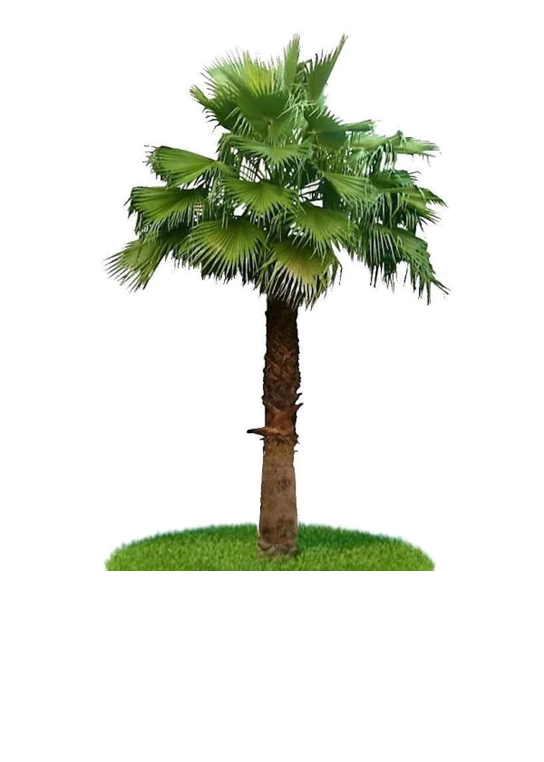 Mexican Fan Palm, Washingtonia Robusta {2m hight}