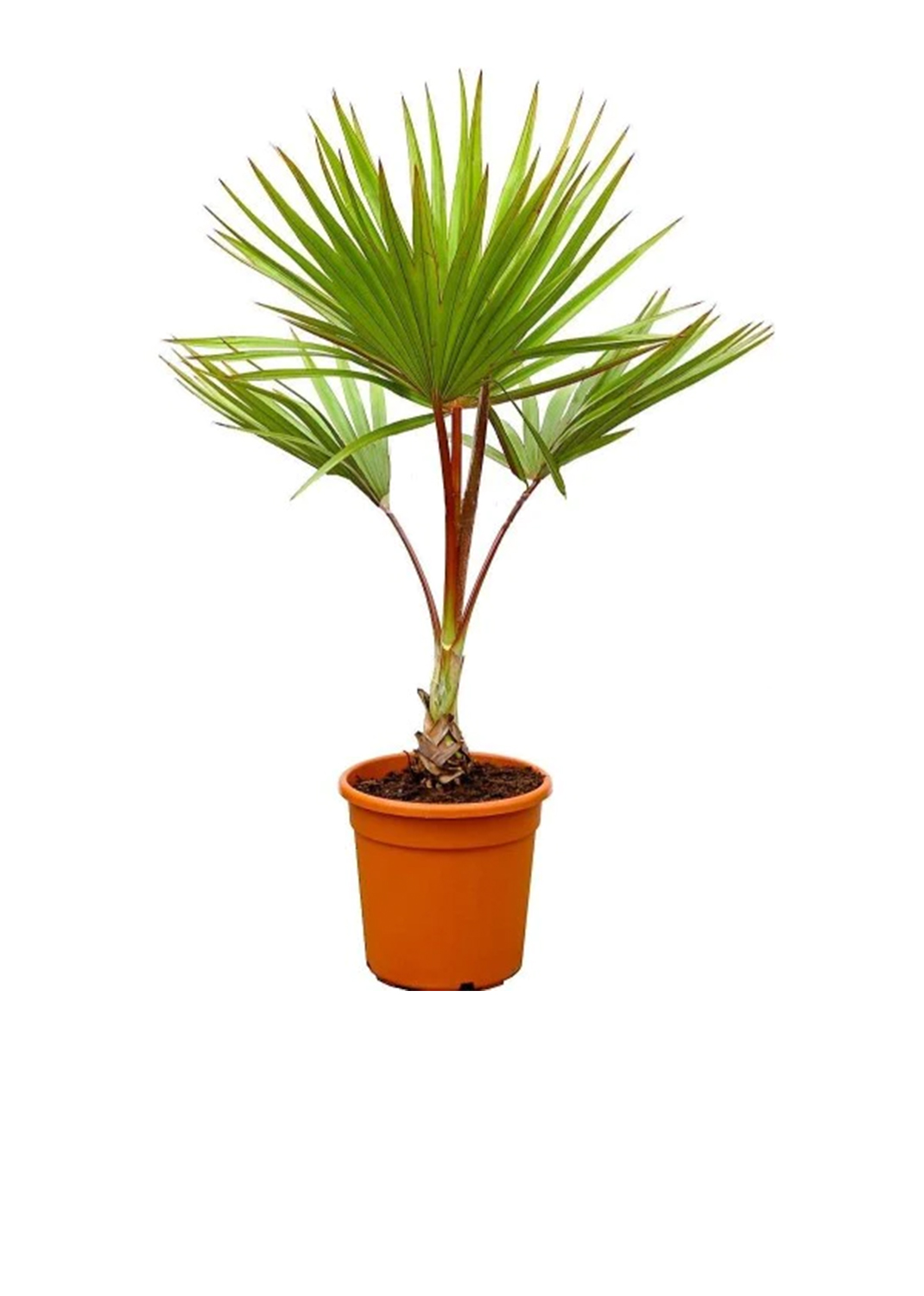 Red Latan Palm, Latania Lontaroides