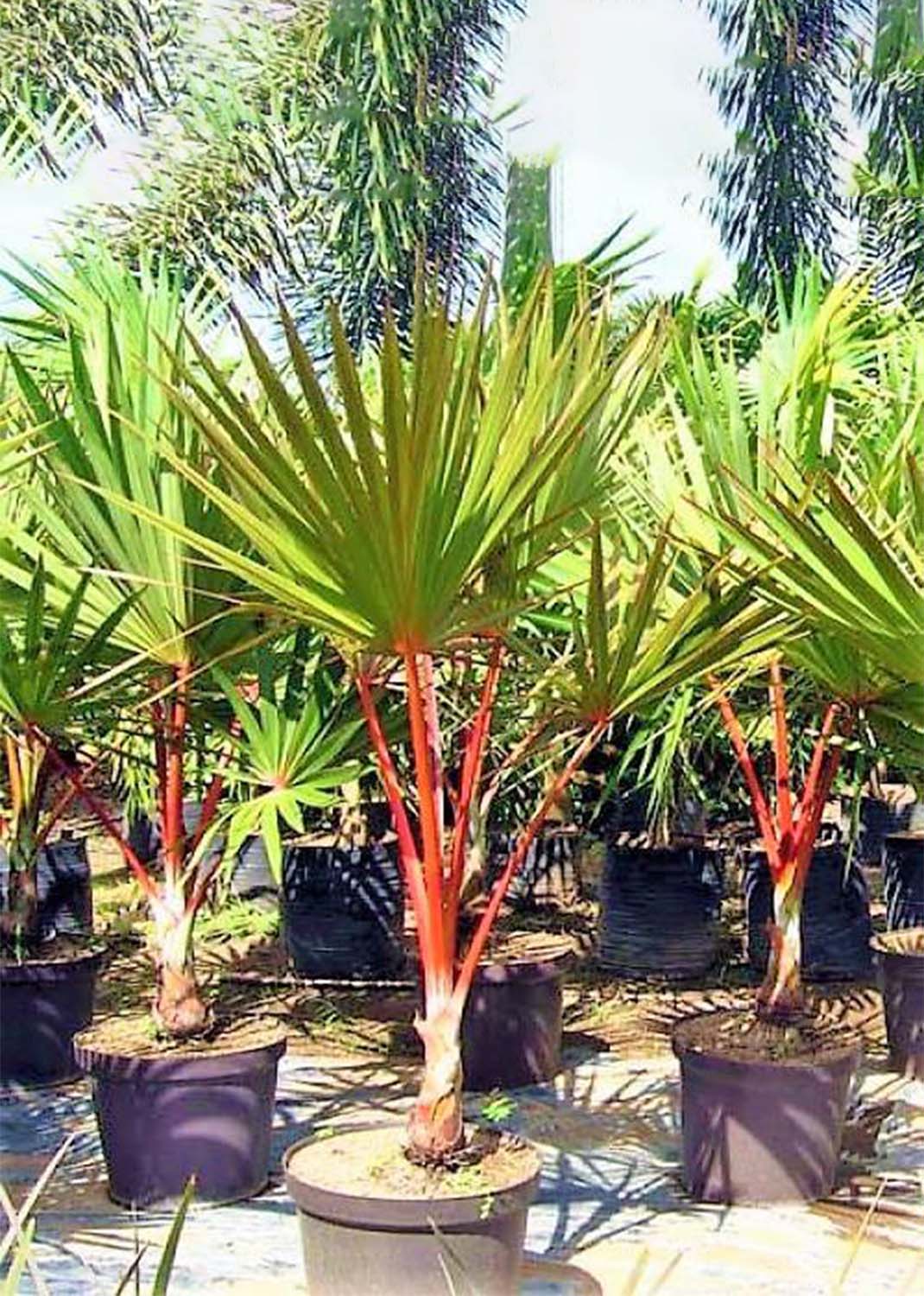 Red Latan Palm, Latania Lontaroides