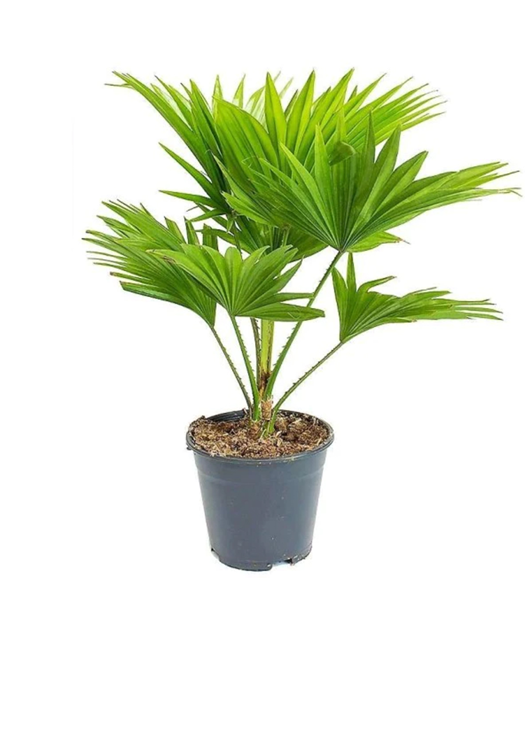 Chinese Fan Palm, Livistona Chinensis, Fountain Palm 1m