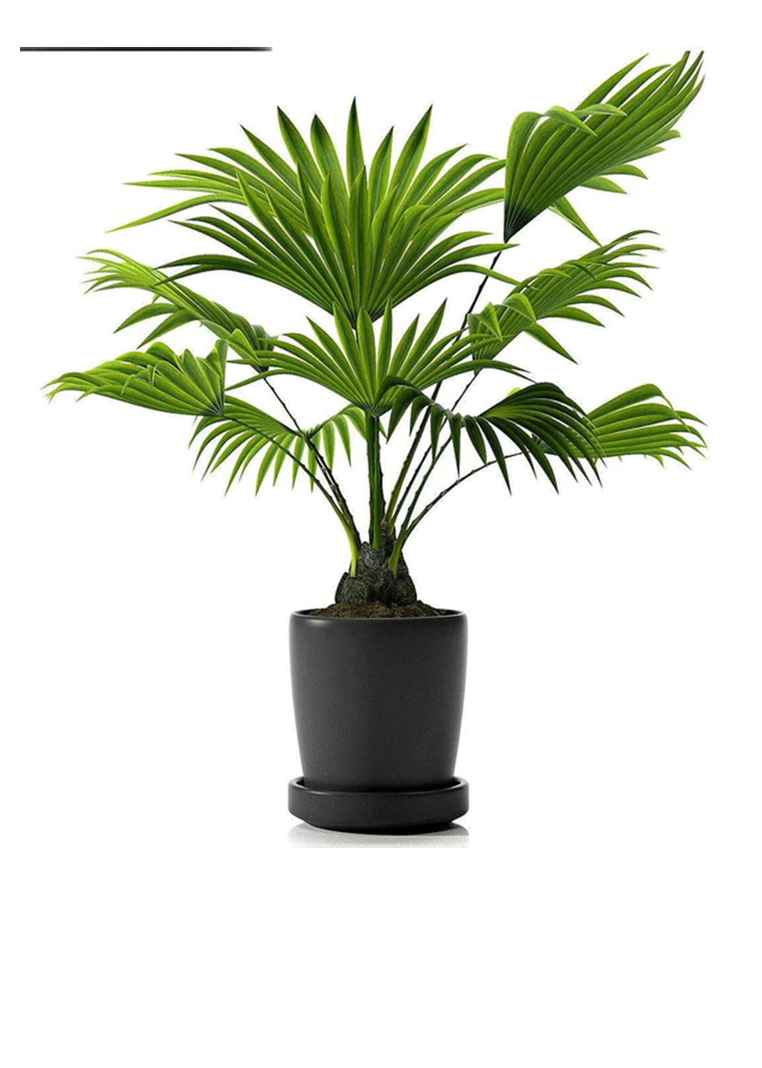 Chinese Fan Palm, Livistona Chinensis, Fountain Palm 1m