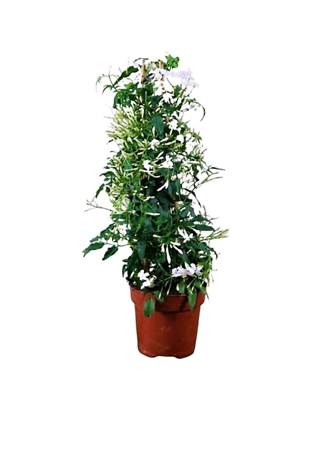 Jasminum Grandiflora, Grandiflorum, Jasmine Climber