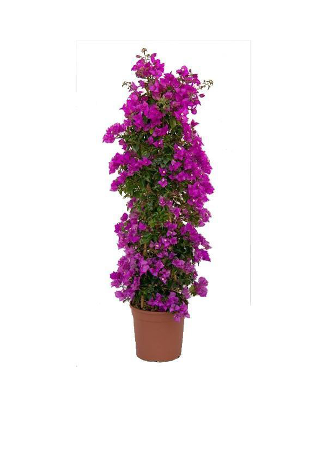 Bougainvillea Alexandra , Purple Paper Flower {90cm/100cm}
